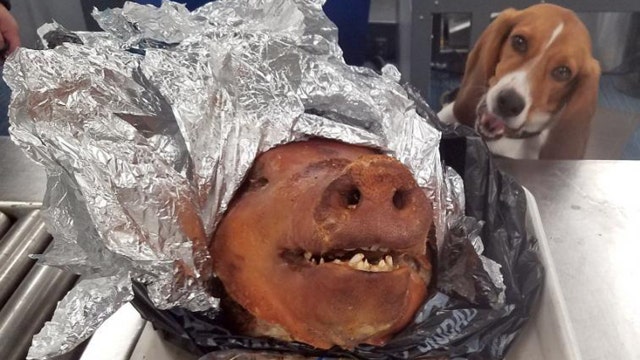 Homeland Security dog intercepts roasted pig's head at Atlanta's airport