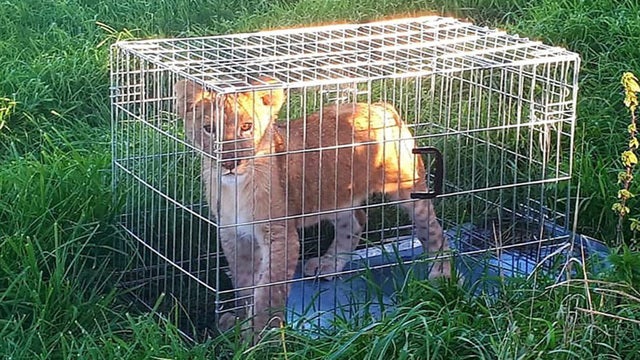 Runner stumbles upon lion cub in Netherlands