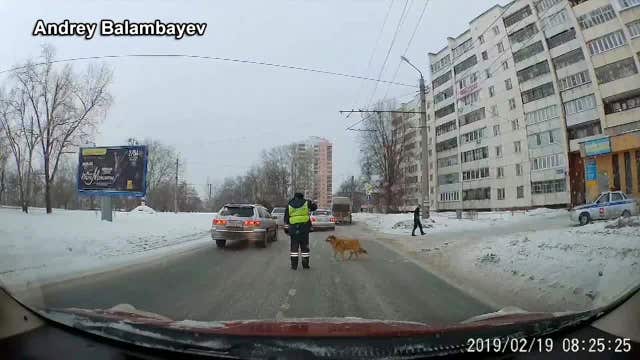 Video: Cop stops traffic for limping dog