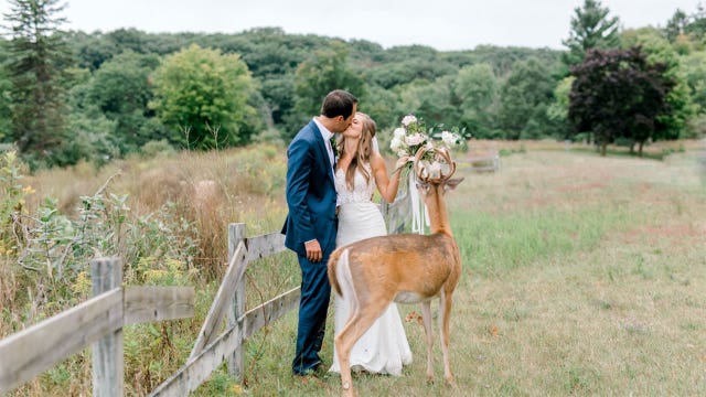 Deer photo-bombs wedding pictures, eats bride's bouquet