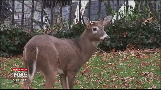 Trio of deer hang out in Harlem