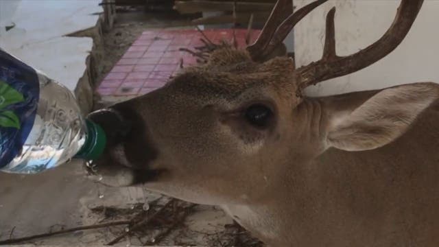 Dehydrated deer found in damaged Florida Keys home
