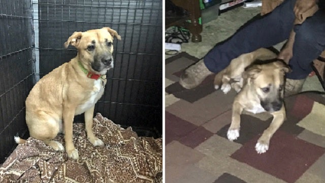 Dog wakes owners to alert them to fire, family escapes safely