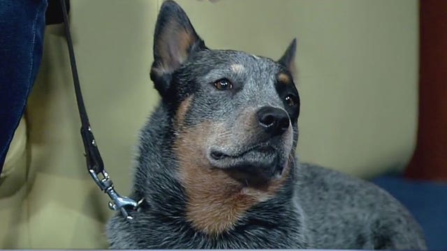 To train your dog, embrace it's wild side