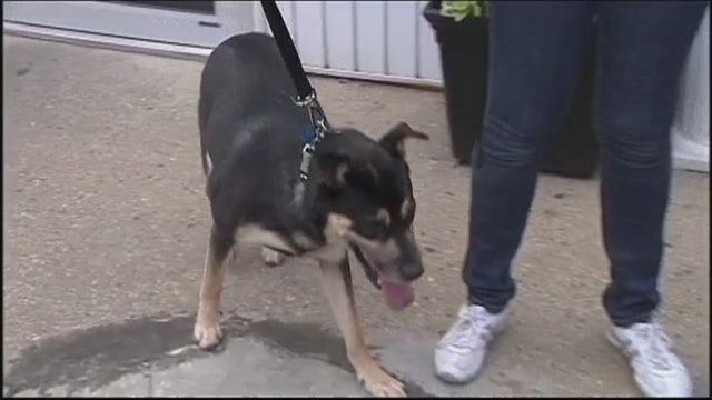 Nassau cop's relatives adopt abandoned dog