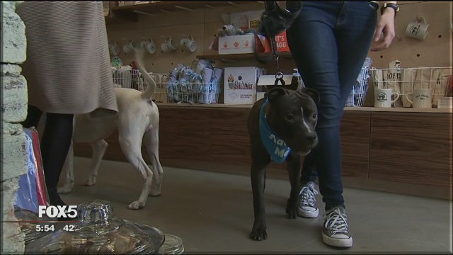 Manhattan cafe welcomes dogs and their humans