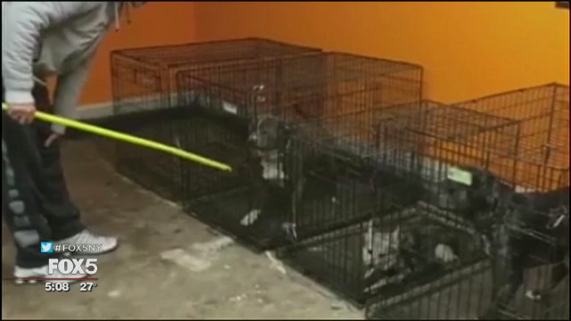 Shocking video prompts dog trainer bill