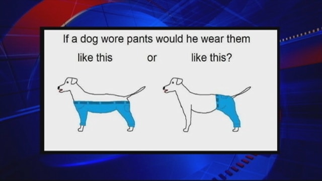 How would a dog wear pants?