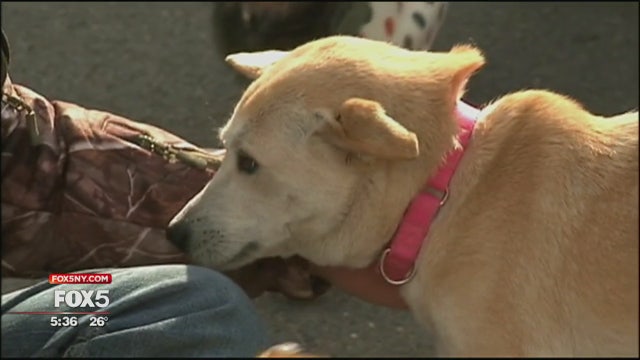 Dogs saved from meat trade ready for adoption