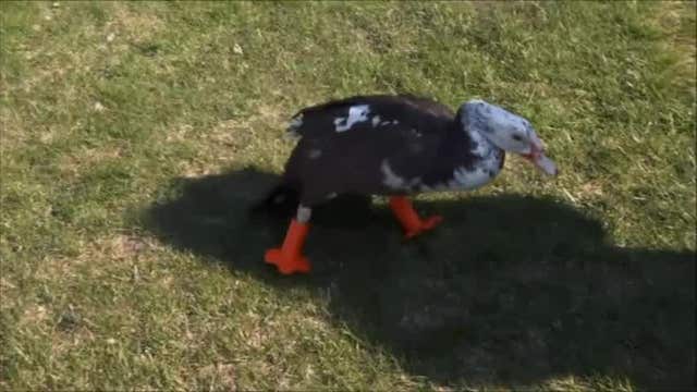 3D printer used to create new feet for duck