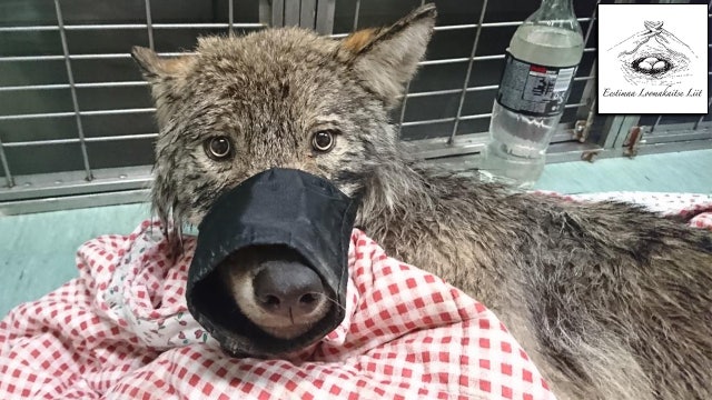 A 'dog' saved from icy river in Estonia is actually a wolf