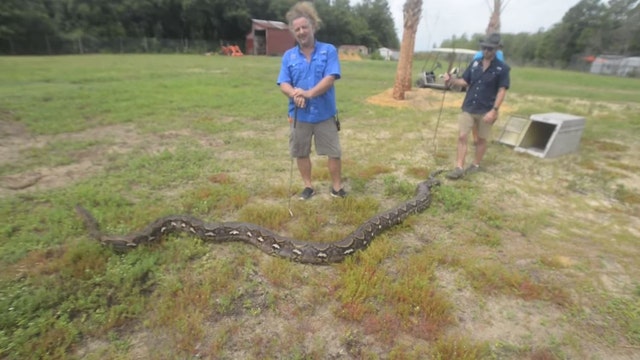 Florida python tops 200 pounds, is over 20-feet long