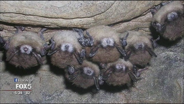 Dense swarm of bats causes flap at Vienna airport