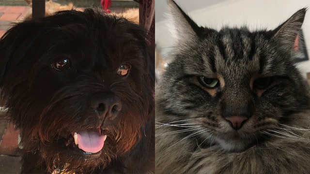 Suffolk SPCA has free pet food for federal workers during shutdown