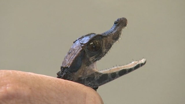 Tiny alligator found in swimming pool on Long Island