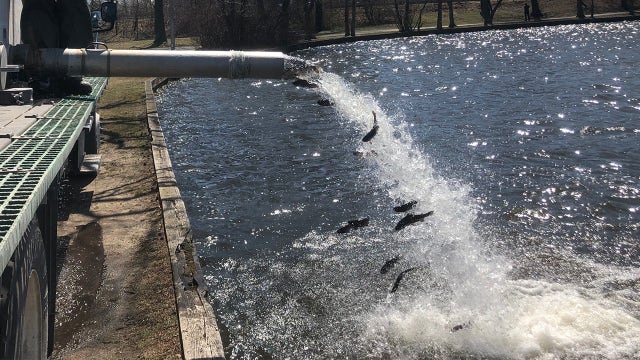 Thousands of fish poured into Long Island lakes, rivers for recreational fishing