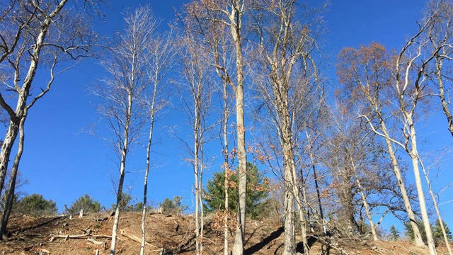 New York's state parks had record-number of visitors in 2018