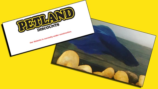 Petland Discounts to close all stores, lay off workers