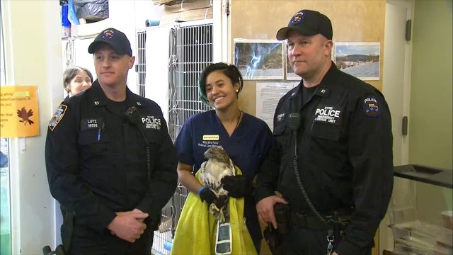 Hawk and goose that were rescued by NYPD are recovering