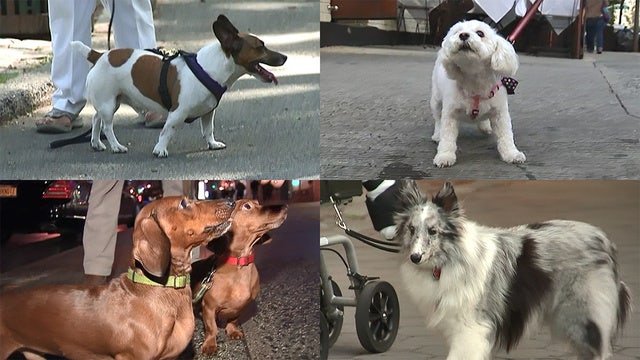 Delta bans emotional support animals on longer fights