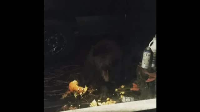 Family finds bear on property and eating daughter's pumpkin
