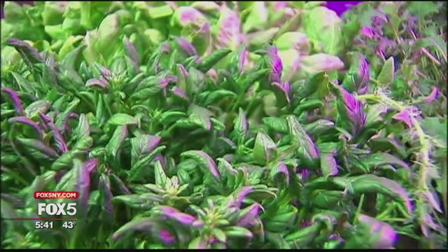 A farm in shipping containers grows in Brooklyn