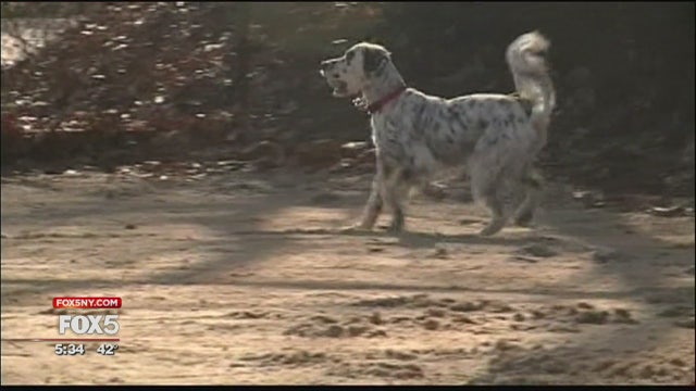 Long Island community starts lost pet alert system