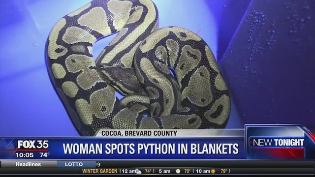 Woman finds python while doing laundry