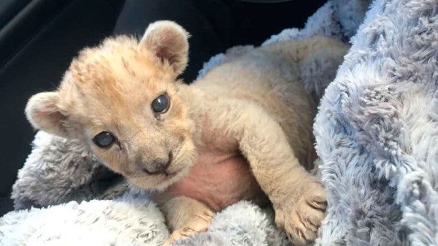 Tiny female lion cub found in French garage