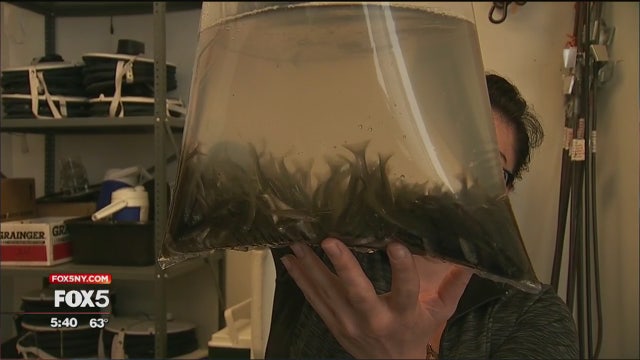 Free minnows curb mosquitoes, officials say
