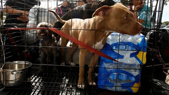Palm Beach County could press charges against those who abandoned pets during Irma