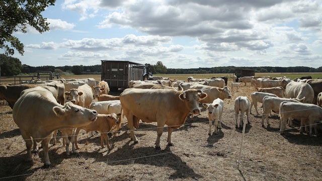 German police: dead cow kicked slaughterhouse worker