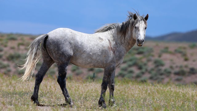 Experts: North Carolina's wild horse population knows how to survive Hurricane Florence