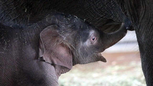 Rangers free 6 trapped baby elephants in Thailand