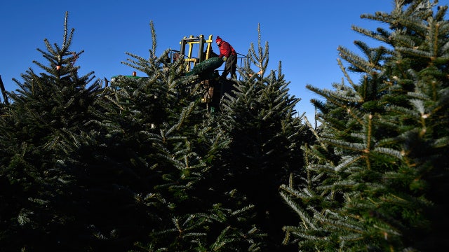 Amazon to sell real Christmas trees this year