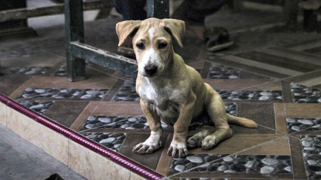 Popular dog food brands facing recall for potentially 'toxic levels' of vitamin D, FDA warns