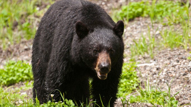 78-year-old NC man punches bear in nose; gets bite on hip