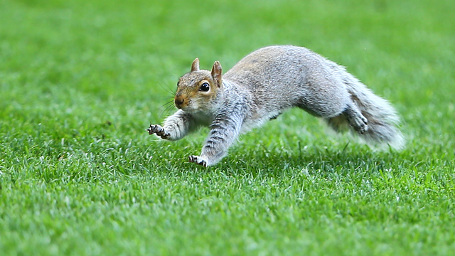 Man dies from extremely rare disease after eating squirrel brains