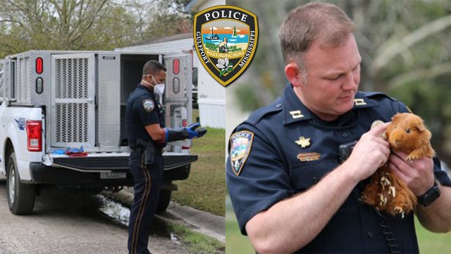 Dozens of guinea pigs rescued from filthy home