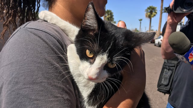 Stranded cat rescued from atop power pole in Phoenix neighborhood