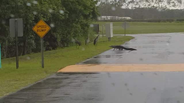 Man captures showdown between alligator and sandhill cranes