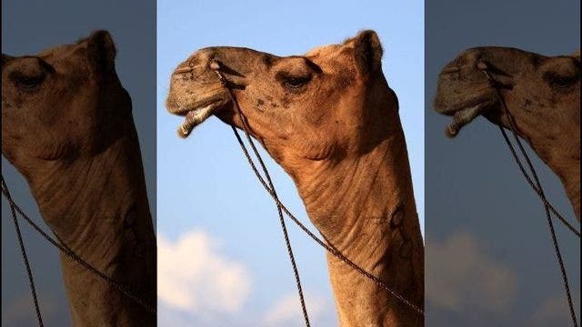 Woman bites camel's testicles at petting zoo: Authorities