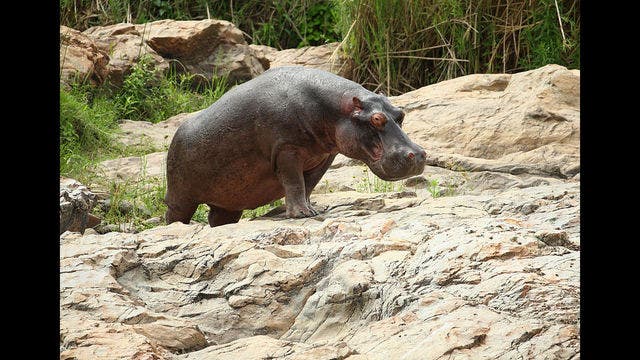 Man seen on video smacking rear of hippopotamus at Los Angeles Zoo