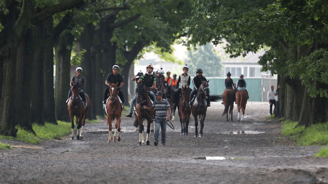 Tacticus, War of Will favorites at Belmont Stakes