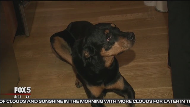 Home cooking for your dog