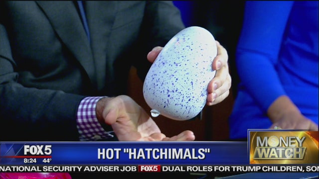 Greg Kelly cracks Hatchimal