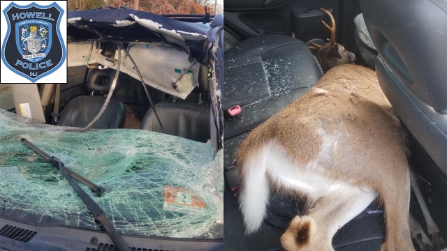 Deer smashes through SUV windshield, lands in back seat