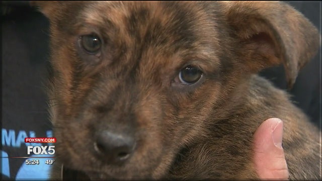 Dogs and cats available at free adoption event