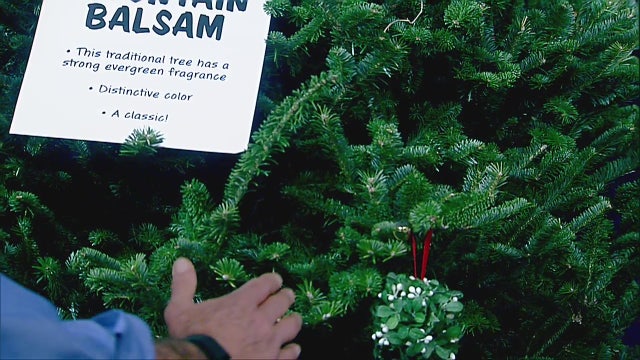 How to pick, care for the perfect Christmas tree