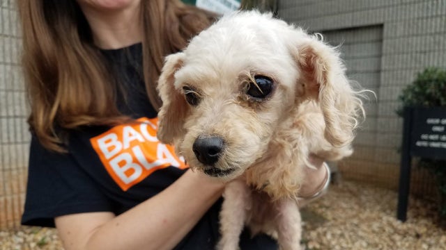 700 dogs removed from Georgia breeder's property